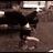 Lilly Rose Zingara's profile picture