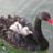 Драгутин Ненезић's profile picture