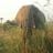 Mkhululi Ndlovu's profile picture