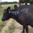 Mariana Pinho's profile picture