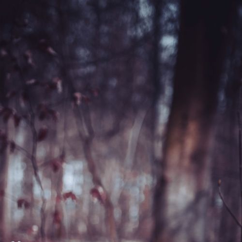 Soft Focus