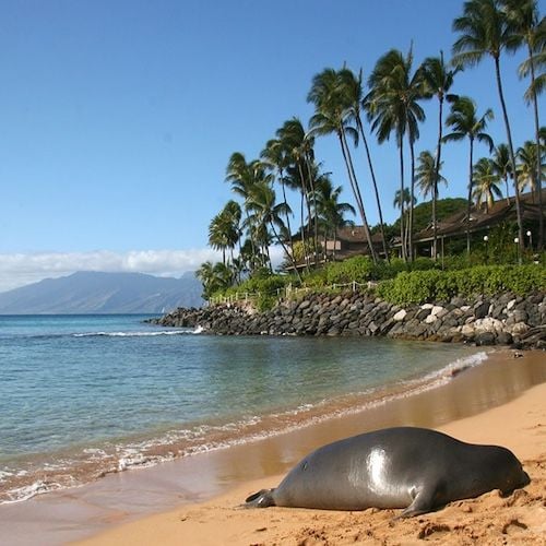 Lani the Hawaiian monk seal