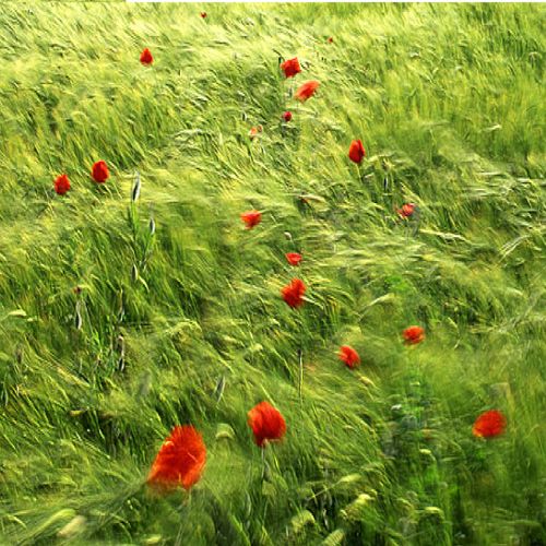 Breeze