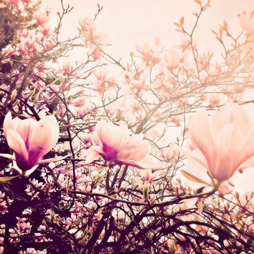 Blooming