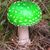 Muschroom Gogo