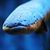 Ampere eel