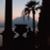 Palm Tree Tapes