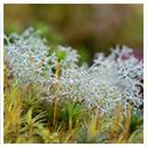 Stories from the other Side (Wired)