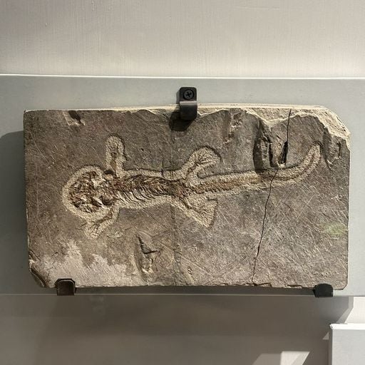 Shadow Dance w/ Salamanda - 16th April 2026