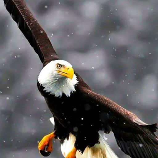 FLIGHT OF THE EAGLE