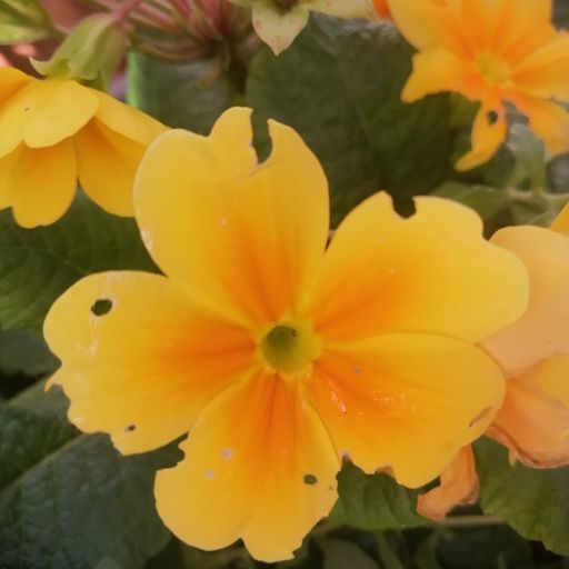 DREADheadz 9 JOY homerec 113 vom 7.5.2024