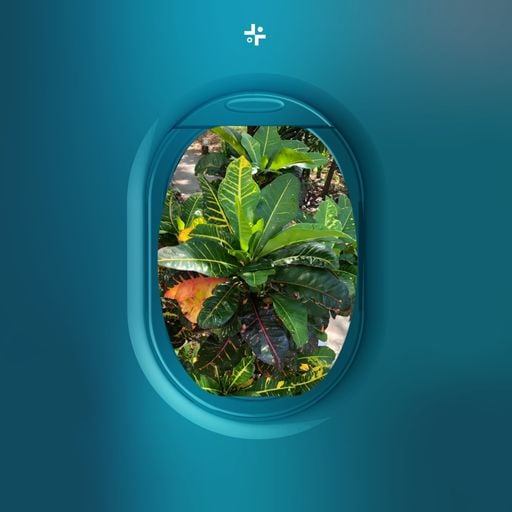 Sayankah - Eden Express - 1st October 2025