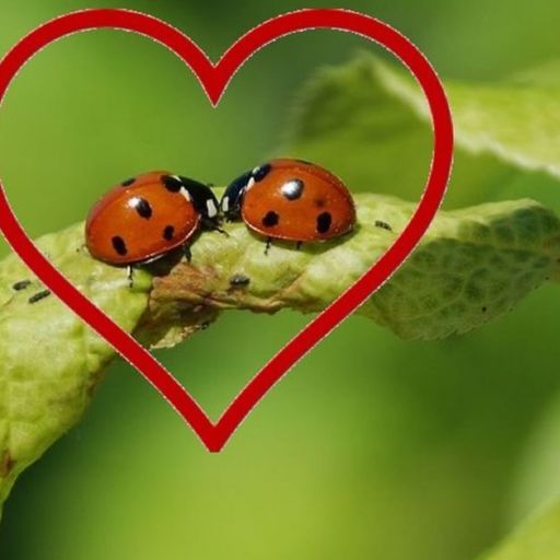 Crimson & Clover w/ Claudia & Denis | 05/19/24