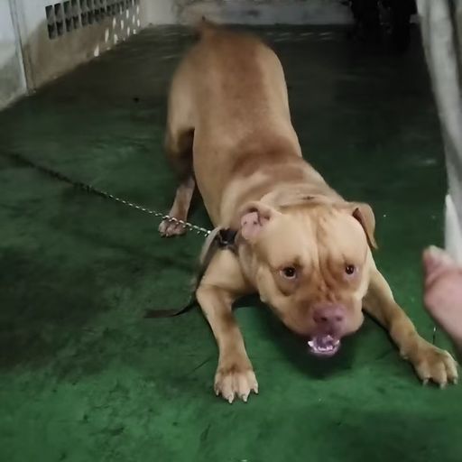 天宫仔 X 麒麟 X 阿嬷 【dj adam】【160bpm】