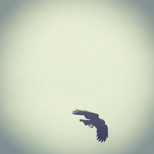 flight