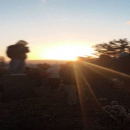 Dove - 25th June 2025