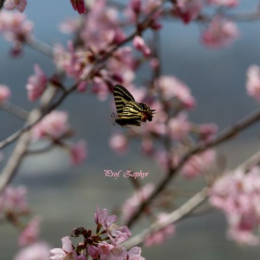 Zephyr's survival mix Ⅰ, Feb. 2021