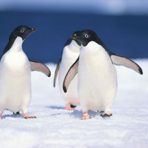 Freeze!