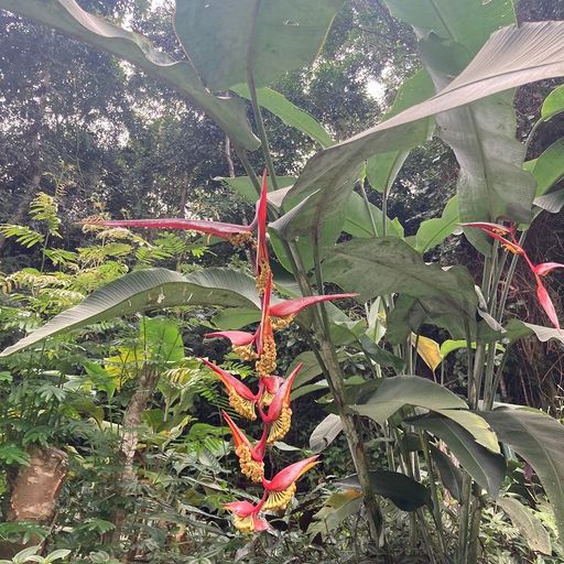 Raízeln w/ claromor - 11th October 2025