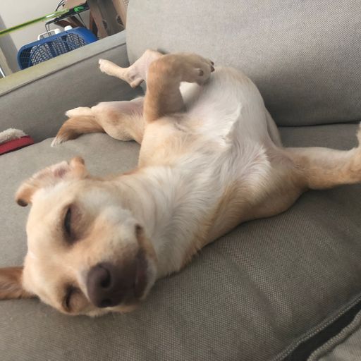 Sunday Beats in the Dogs House - Chris Paul
