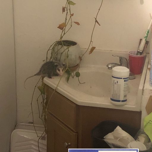 Cone Zone Radio w/ Matt and Baby Possum ep. (10.17.2022)