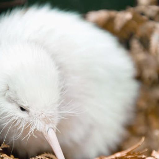 New Zealand Music Show 3/3