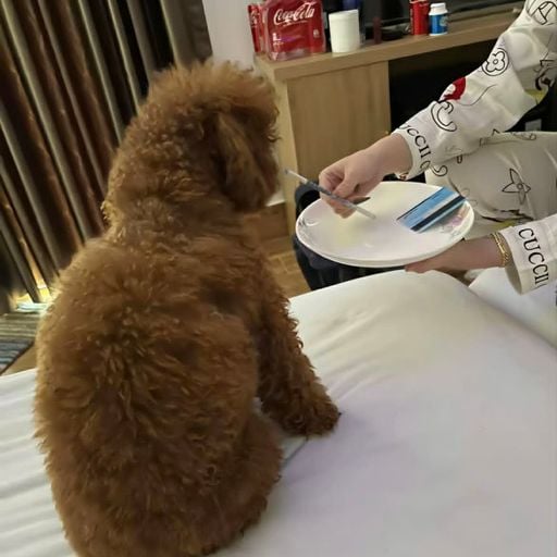 lak lu nhun nhay
