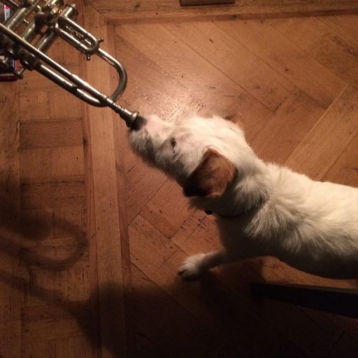 Mo'Jazz 117 : Belgium's Got (Jazz) Talent!