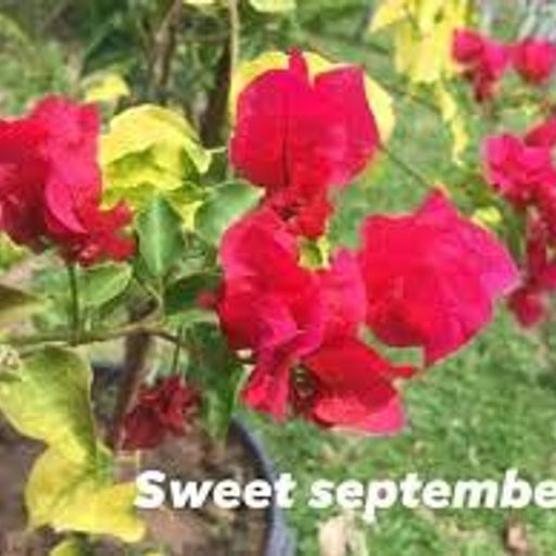 Sweet September