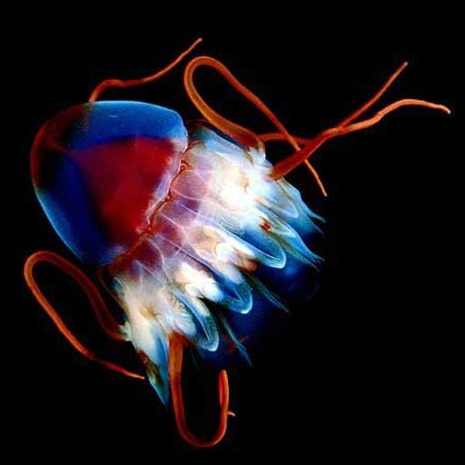 GROOVY JELLYFISH