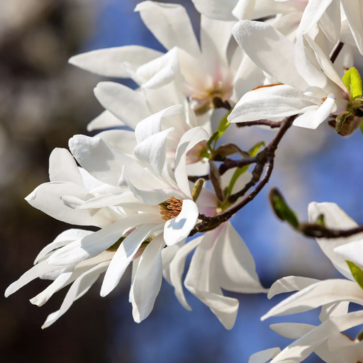 Seasons Change : Spring Equinox 2023