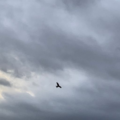 Emergence - Voices - 04/02/04