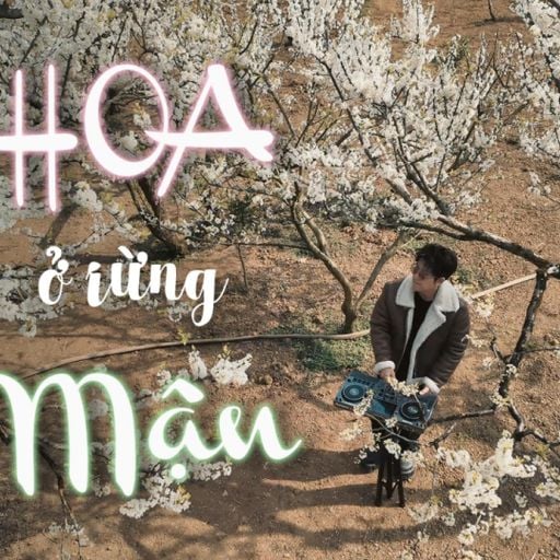 NHẠC HOA Ở RỪNG MẬN - MR.PHIÊU ( NGHE FULL VÀO LINK YOUTUBE DƯỚI BÌNH LUẬN )
