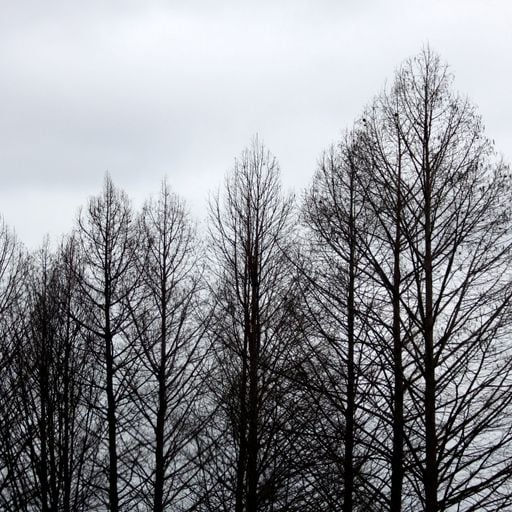 Somber Soundscapes