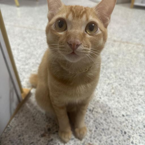 บ้านชิค ชิค