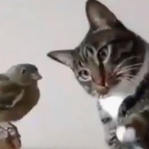 מורידים את הרף 55 - נהרות שרים - יודה ויודה - 10.12.19