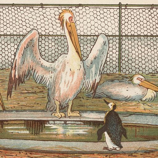 Winter Light / Summer Heat #312 Pelicans And Penguins