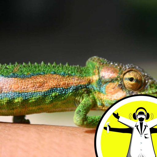 What Colour is a Dead Chameleon?
