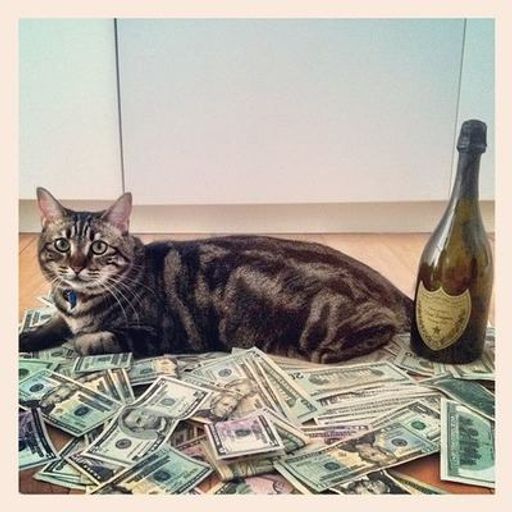 Variations on a Theme_Pets