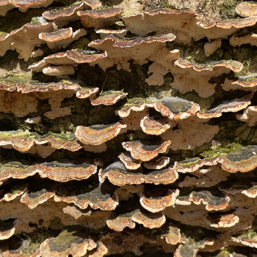 Emergence w/dtyb 07/04/24