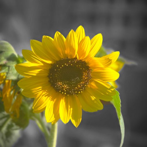 WMMU - What n where..?? Who knows... (17/01/26)