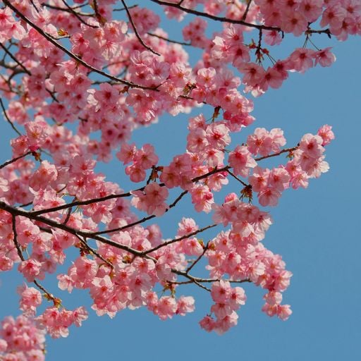 Bloom