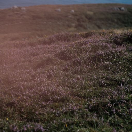 An Fóidín Mara: Trá Pháidín // 17-02-2026