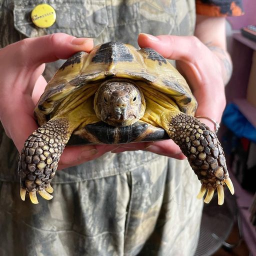 han solo (ft. Eric) - July 2023