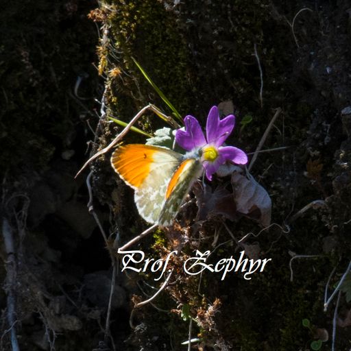 Zephyr's blue eyed soul Jan '21