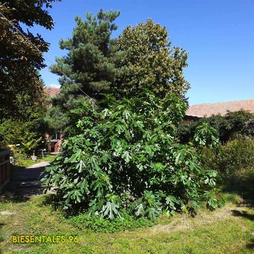 Biesentales 96 - Fig Thieves 20.08.2025