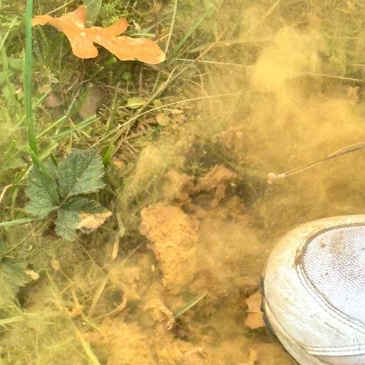 Orpheu The Wizard - 31st October 2025