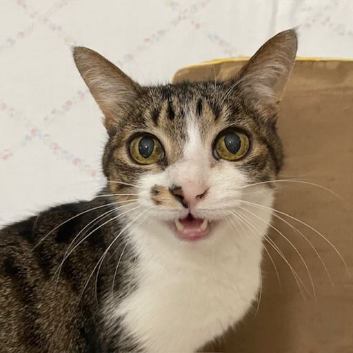 MY CAT (028) (GIUGRI.J)