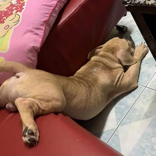 AA v2 专属【如果可以x从前说x七里香x骗x忙着】DJ Holend Remix