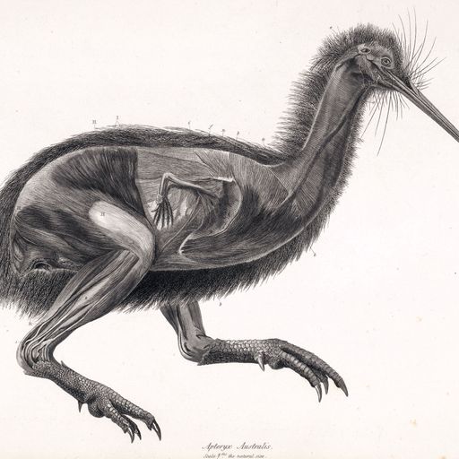 New Zealand Music Show 27 5